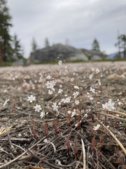 Eriogonum spergulinum