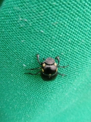Canthon septemmaculatus