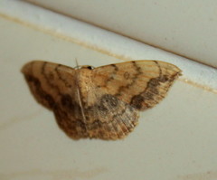 Scopula pulchellata