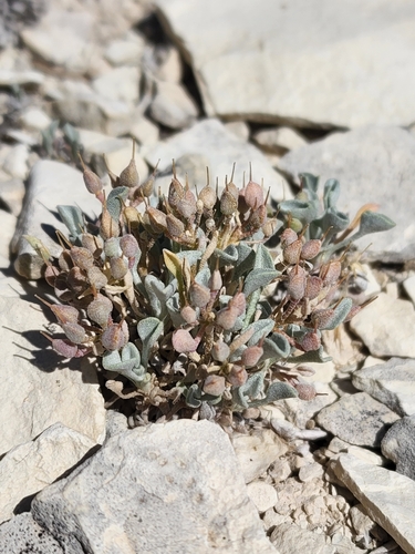 parasol bladderpod (Lesquerella subumbellata)
