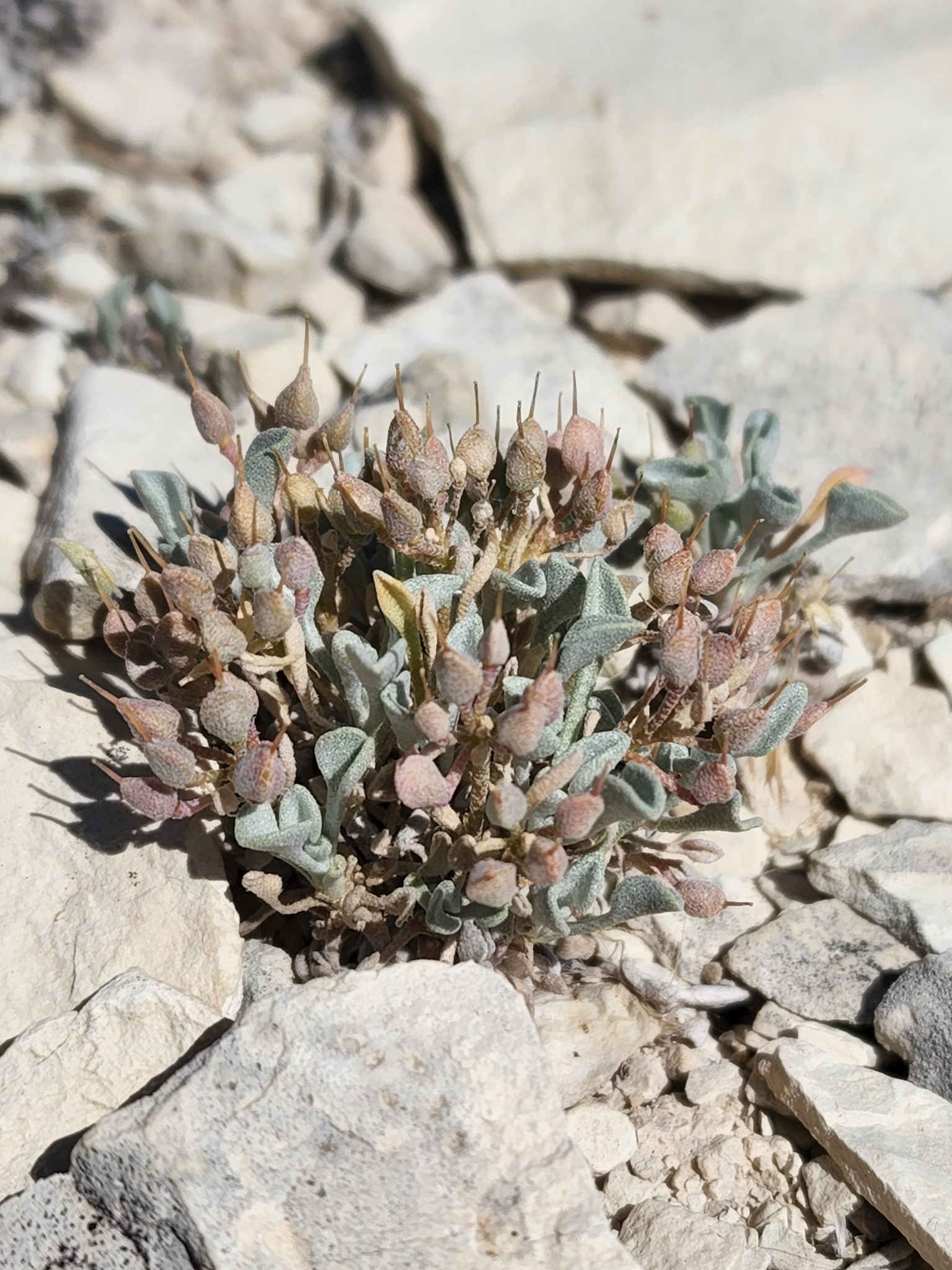 Physaria subumbellata