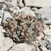 Parasol Bladderpod - Photo (c) frankiecoburn, some rights reserved (CC BY-NC), uploaded by frankiecoburn