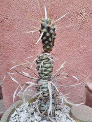 Tephrocactus