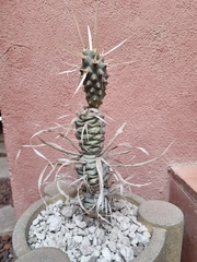 Tephrocactus