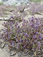 Phacelia quickii