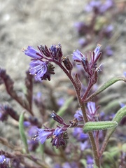 Phacelia quickii