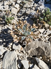 Physaria subumbellata