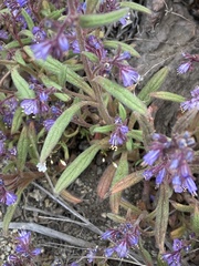 Phacelia quickii