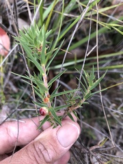 Melichrus urceolatus