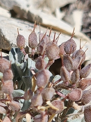 Physaria subumbellata