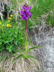 Dactylorhiza lapponica