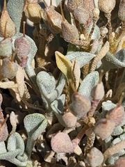 Physaria subumbellata