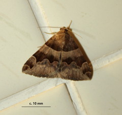 Dysgonia angularis
