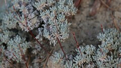Eriogonum kennedyi