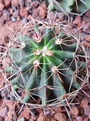 Hamatocactus