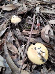 Amanita toxica