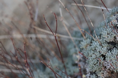 Eriogonum kennedyi