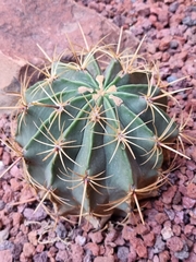 Hamatocactus