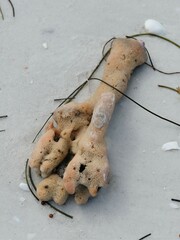 Axinella polycapella