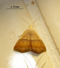 Eublemma caffrorum