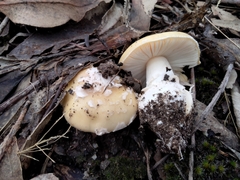 Amanita toxica