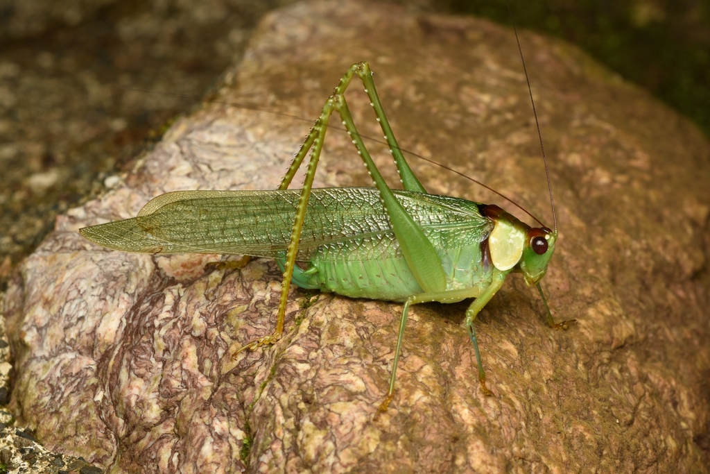 Euceraia atryx