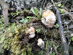 Amanita toxica