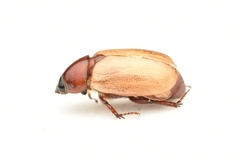 Cyclocephala melanocephala