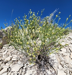 Eriogonum ephedroides
