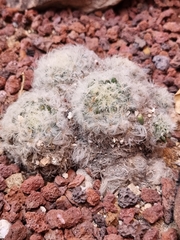 Mammillaria plumosa