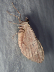 Stamnoctenis pearsalli