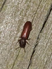 Corticeus