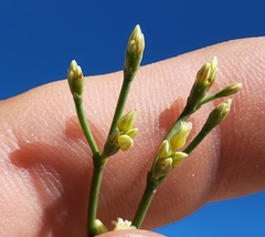 Eriogonum ephedroides
