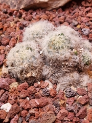Mammillaria plumosa