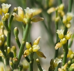 Eriogonum ephedroides