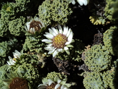 Werneria dactylophylla