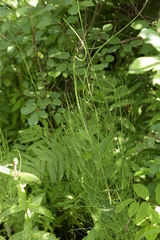 Equisetum fluviatile