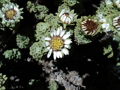 Werneria dactylophylla