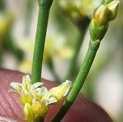 Eriogonum ephedroides