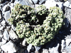 Werneria dactylophylla