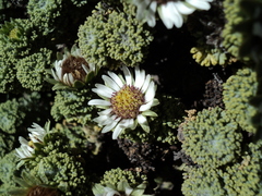 Werneria dactylophylla