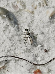 Habroscelimorpha dorsalis saulcyi