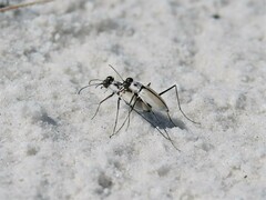 Habroscelimorpha dorsalis saulcyi