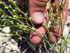 Eriogonum ephedroides
