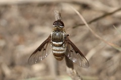 Neodiplocampta