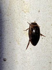 Coptotomus
