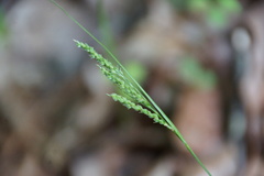 Carex virescens