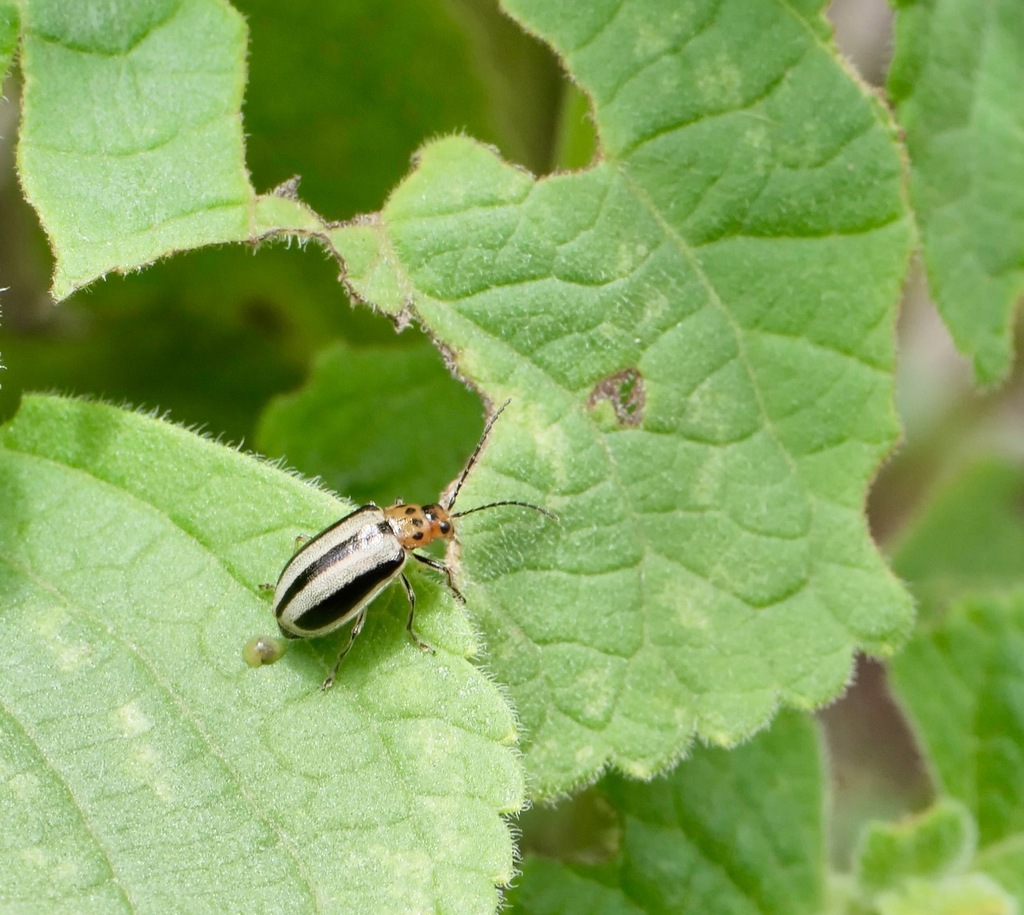 Amphelasma decoratum