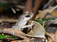 Leptobrachium