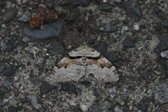 Xanthorhoe labradorensis